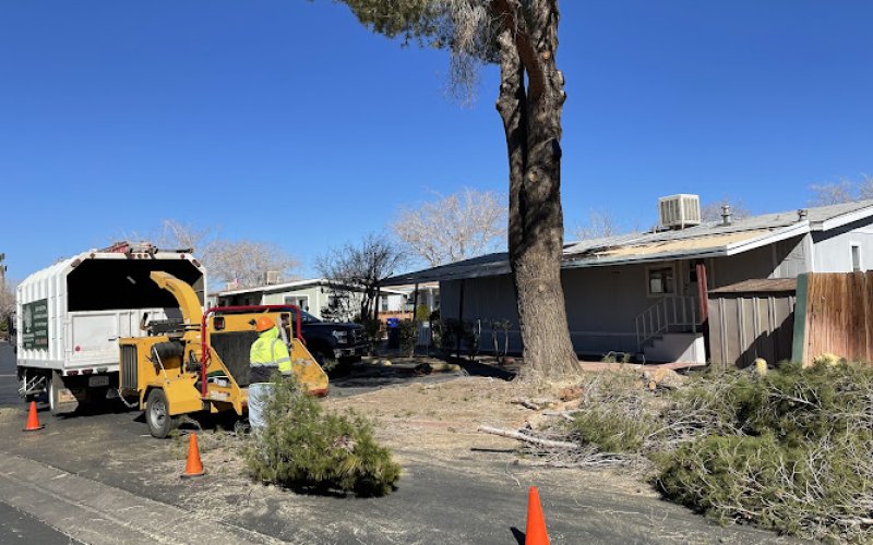 Master Of Tree Care Services Inc