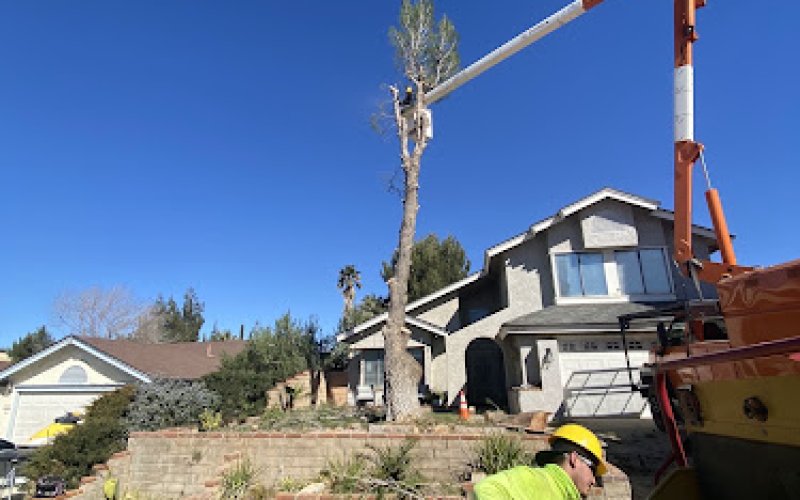 Performance Tree Service