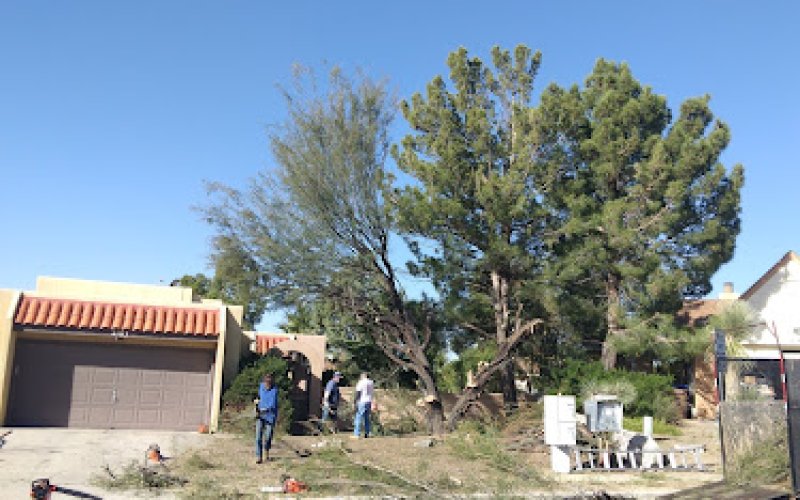 Dona Ana County Tree Care — Tree service in Las Cruces