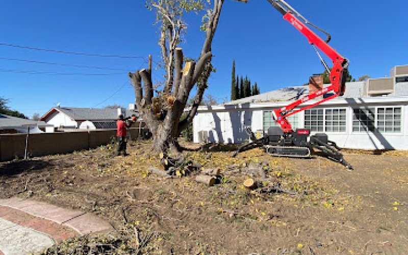 The Tree Boss — Tree service in Las Cruces