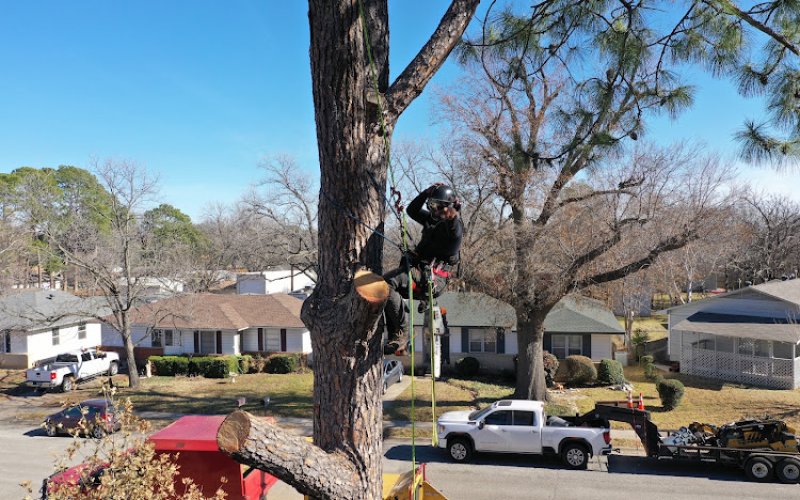 Clean Edge Tree Service & Removal — Tree service in Lewisville