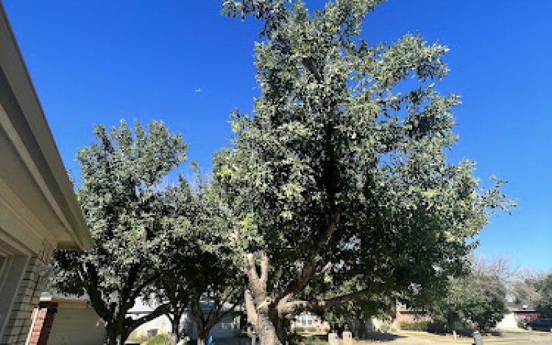 Junior's Tree Services — Tree service in Lewisville