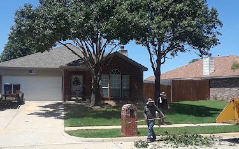 Master Tree Trimming LLC — Tree service in Lewisville