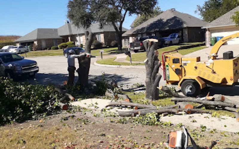 Quality Tree Service Dfw — Tree service in Lewisville