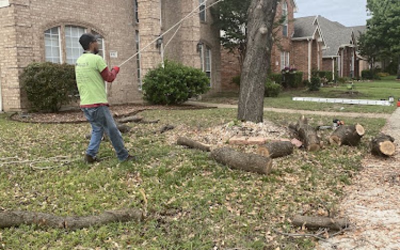 Rivera’s Tree Service LLC — Tree service in Lewisville