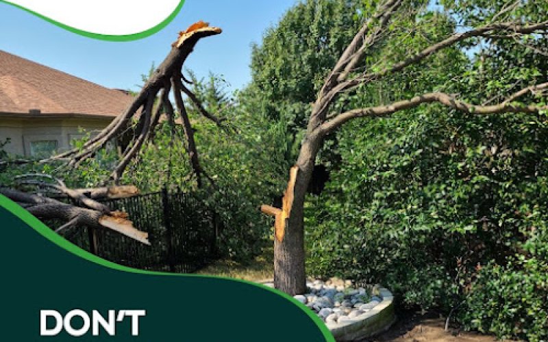 TreeNewal, Certified Arborist — Tree service in Lewisville