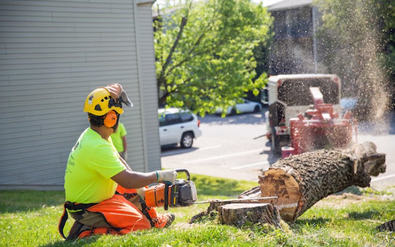 Dave Leonard Tree Specialists