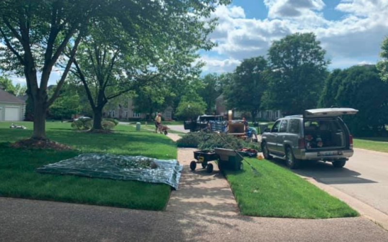 Morton's Tree Care