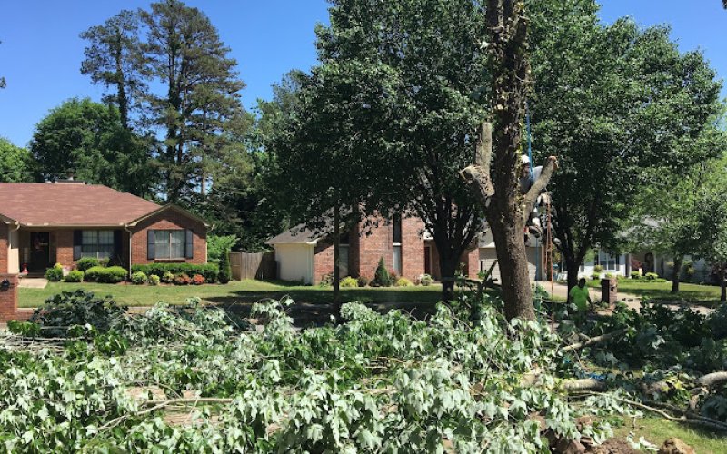 Arbor Care Tree Service — Tree service in Little Rock