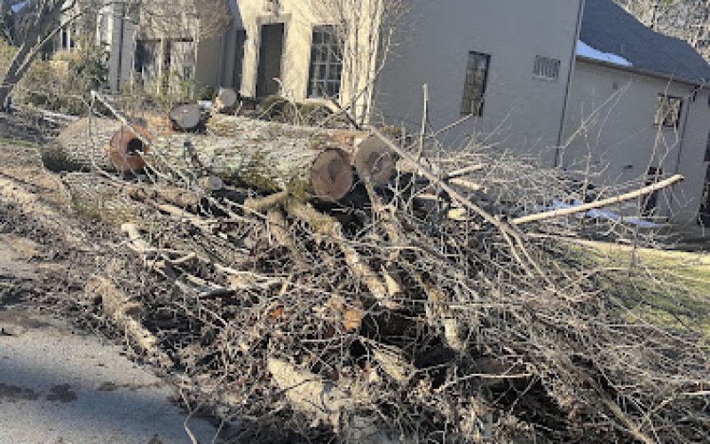 Capital City Tree Service — Tree service in Little Rock
