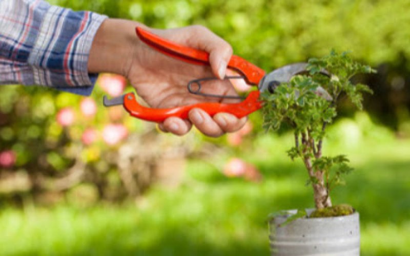 Arborite Tree & Landscape Inc
