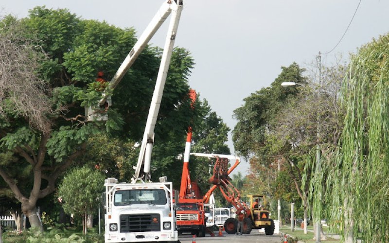 California Western Arborist