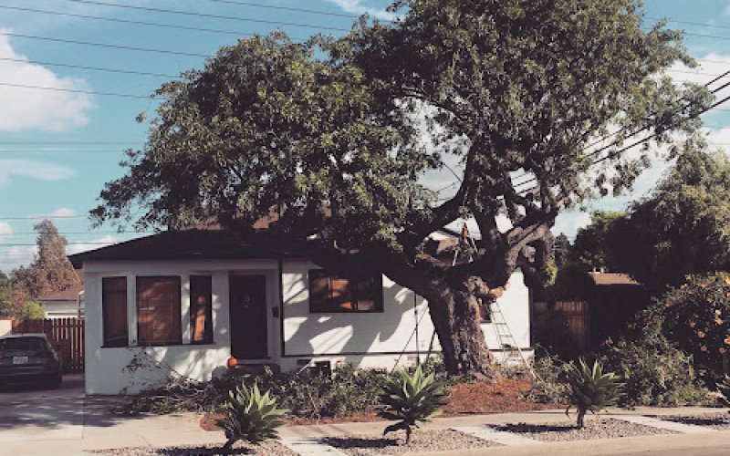 LB Holistic Tree