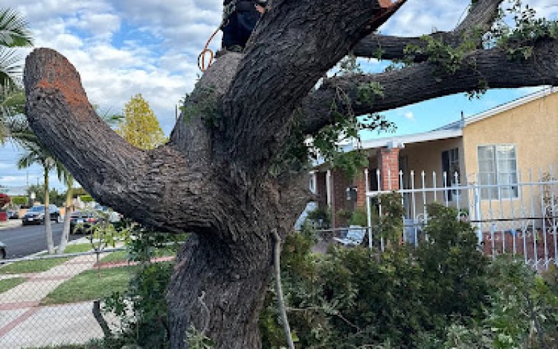 New Generations Tree Care