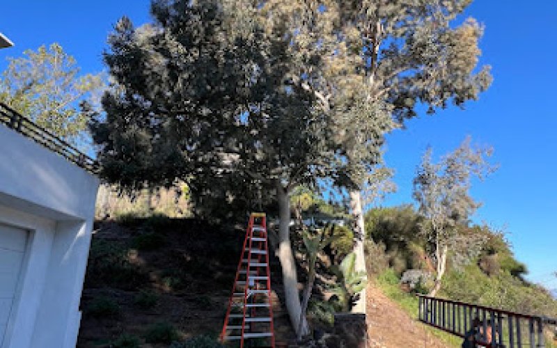 California Green Tree Care Inc.