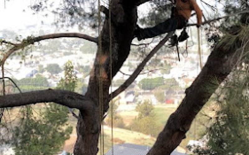 Elite Tree Care Inc., DBA TONY MACIAS