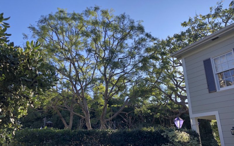 Forest Green Tree Service Inc Certified Arborist