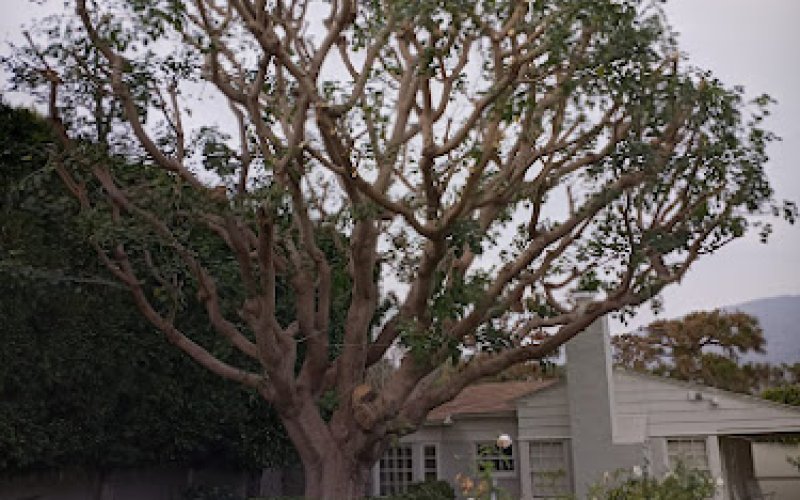 LA Arbor Care