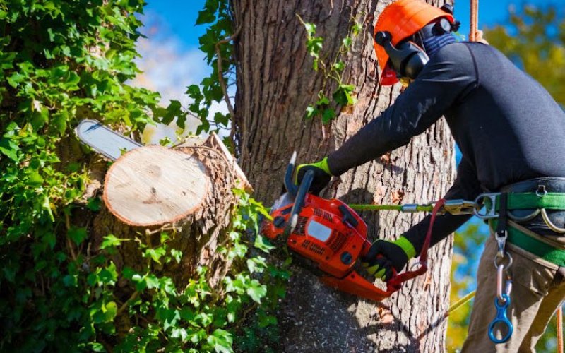 Urgent Care Tree Service