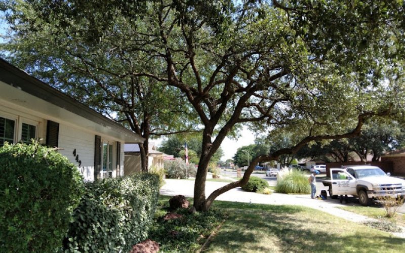 Tree Loving Care