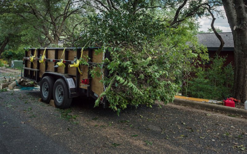 Westbrook Tree Trimming Lubbock