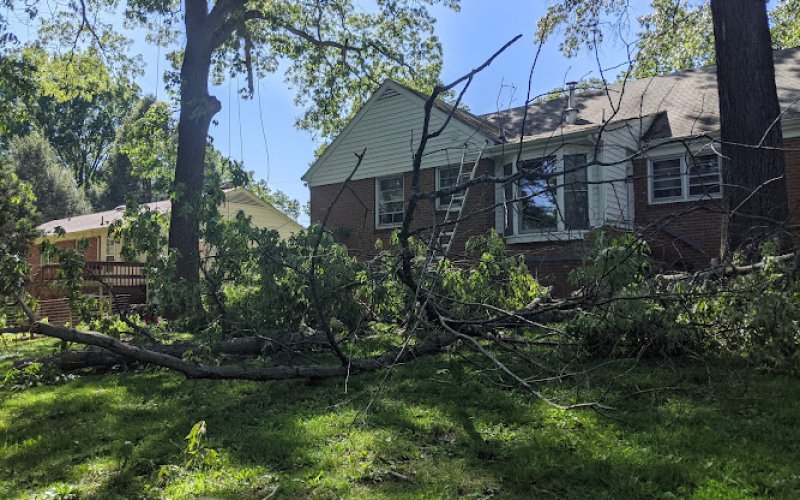 Alto Tree Service