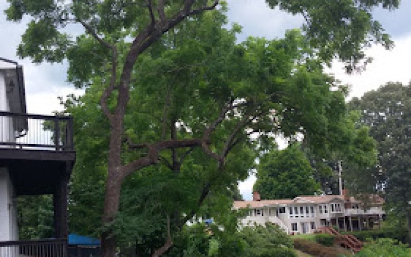 Branching Out Tree Care Experts