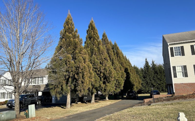 Garcia's Tree Services LLC