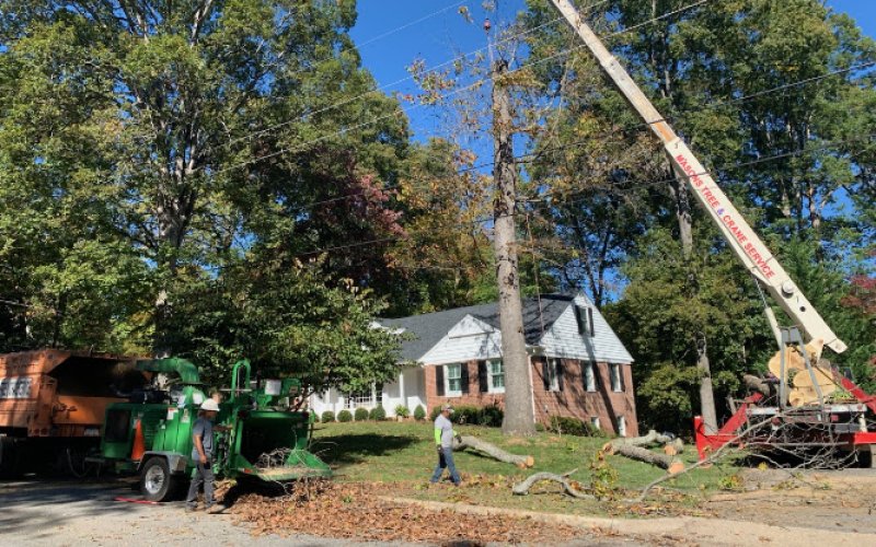 Mason's Tree Service