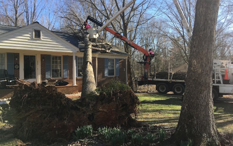 New Hites Tree Company