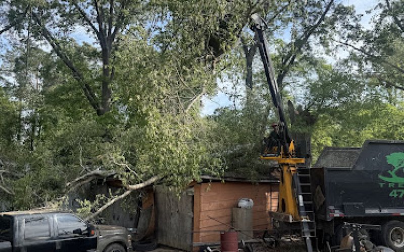 Cam's Tree Service