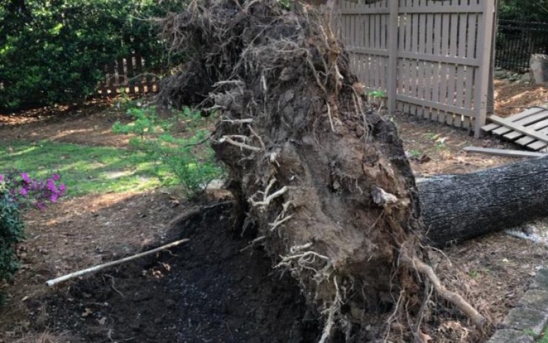 Montgomery Inc. Tree Service