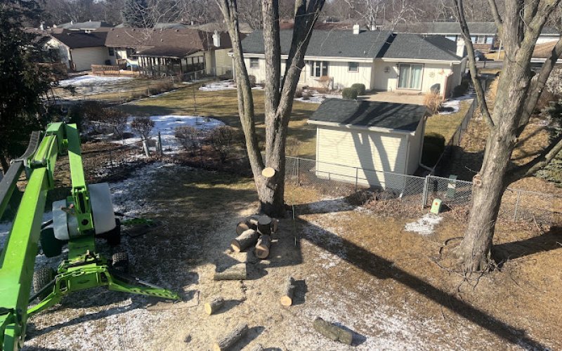 Autumn's Tree Care and Seasonal Services — Tree service in Madison