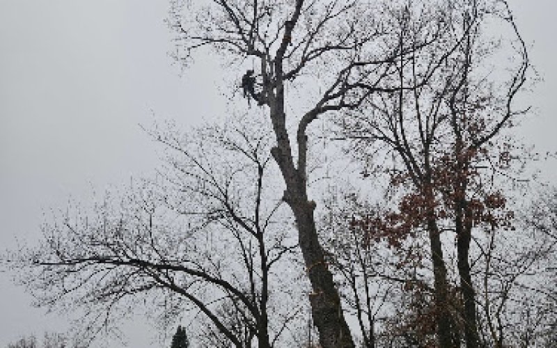 Community Tree Care — Tree service in Madison