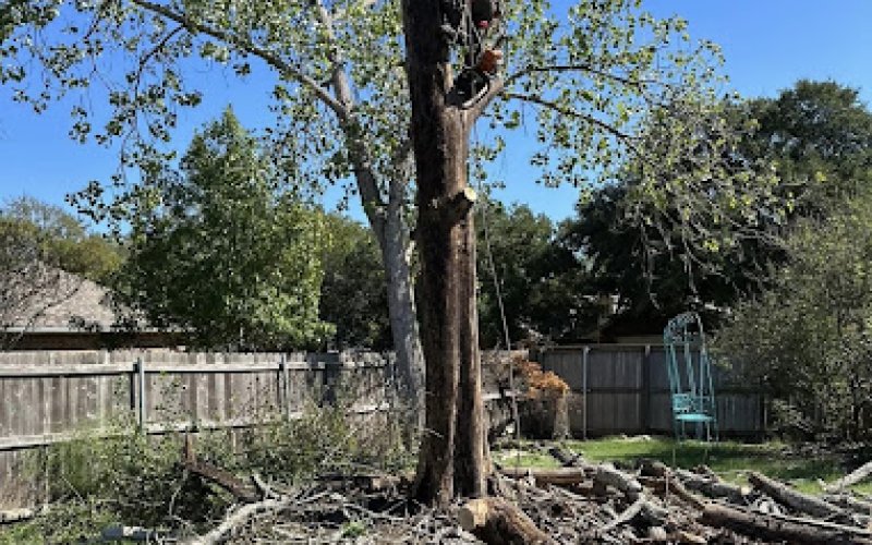 956 Tree Care