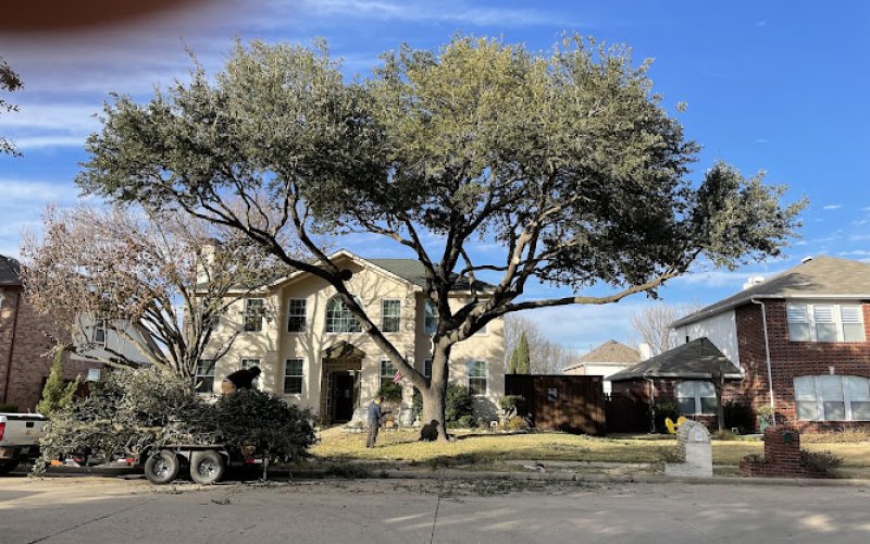 Lumberjack Tree Service — Tree service in Mckinney