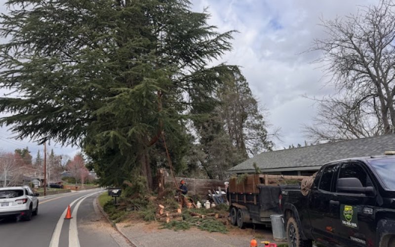 SO Yard & Tree Care LLC