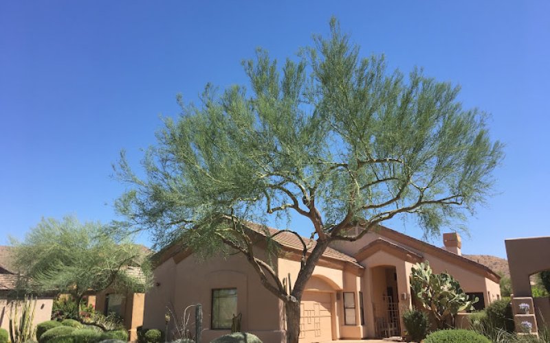 Arizona Urban Arborist