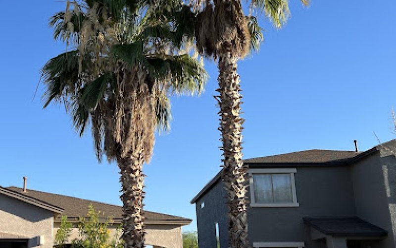 Revive Tree Care