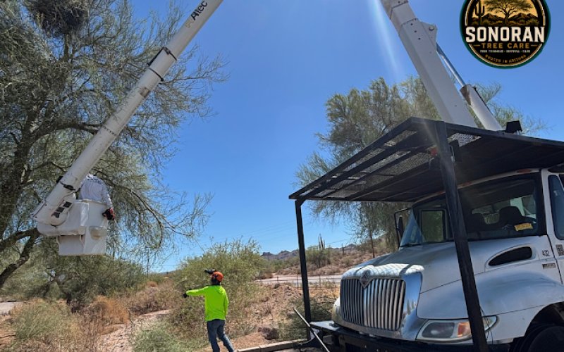 Sonoran Tree Care