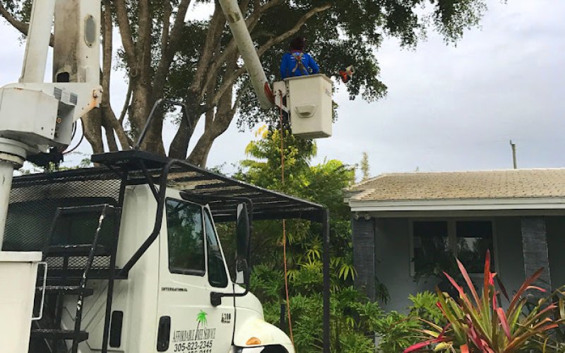 Affordable Tree Service Inc. - Tree Service Miami