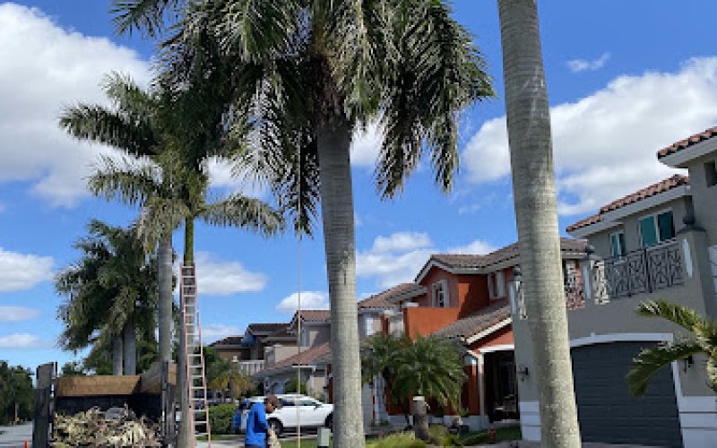 Premium Tree Service
