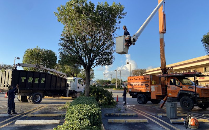 Sam's Tree Service