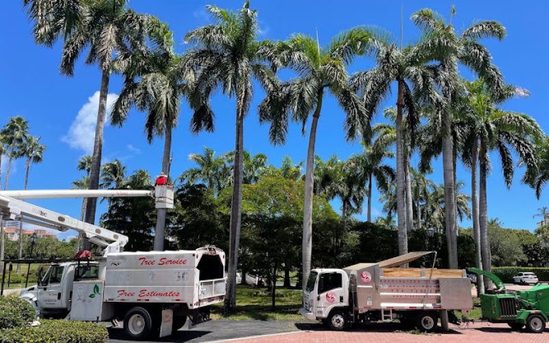 Specialized Tree Care