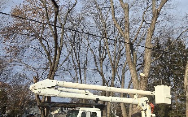 Angel's Tree Service LLC