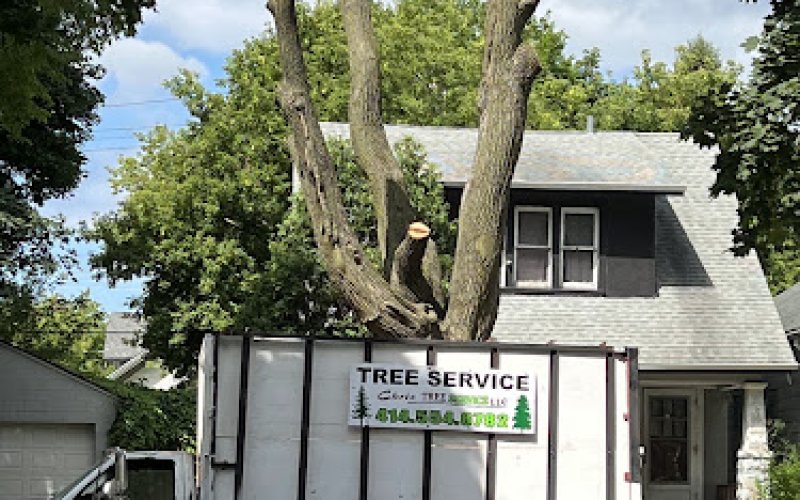Chris Tree Service Llc