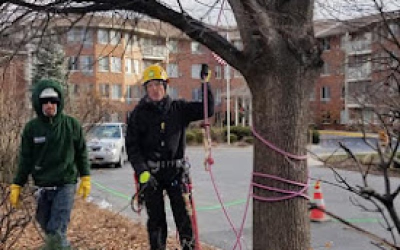 Hoppe Tree Service