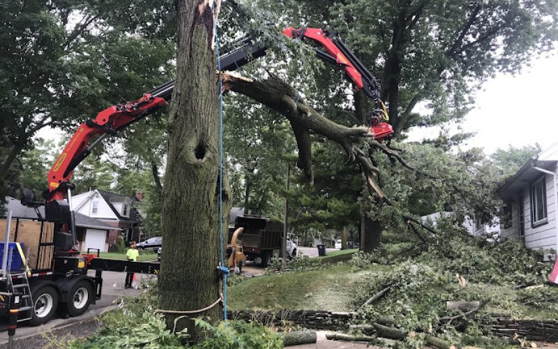 Peterson's Tree Care