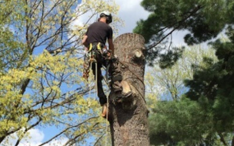Phoenix Tree Care