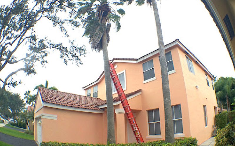 All American Arbor Services